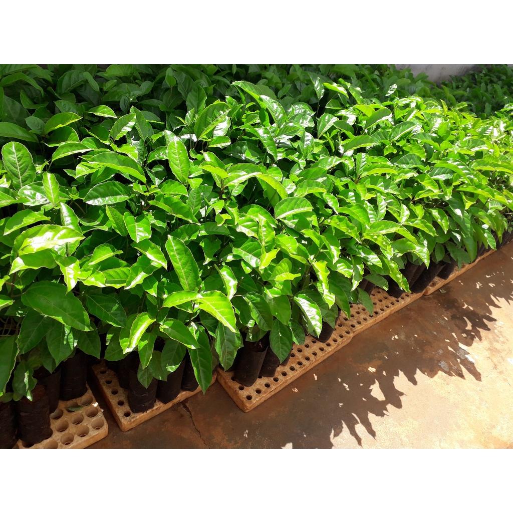 CÂY GIỐNG CHANH DÂY LÙN ĐÀI LOAN . )