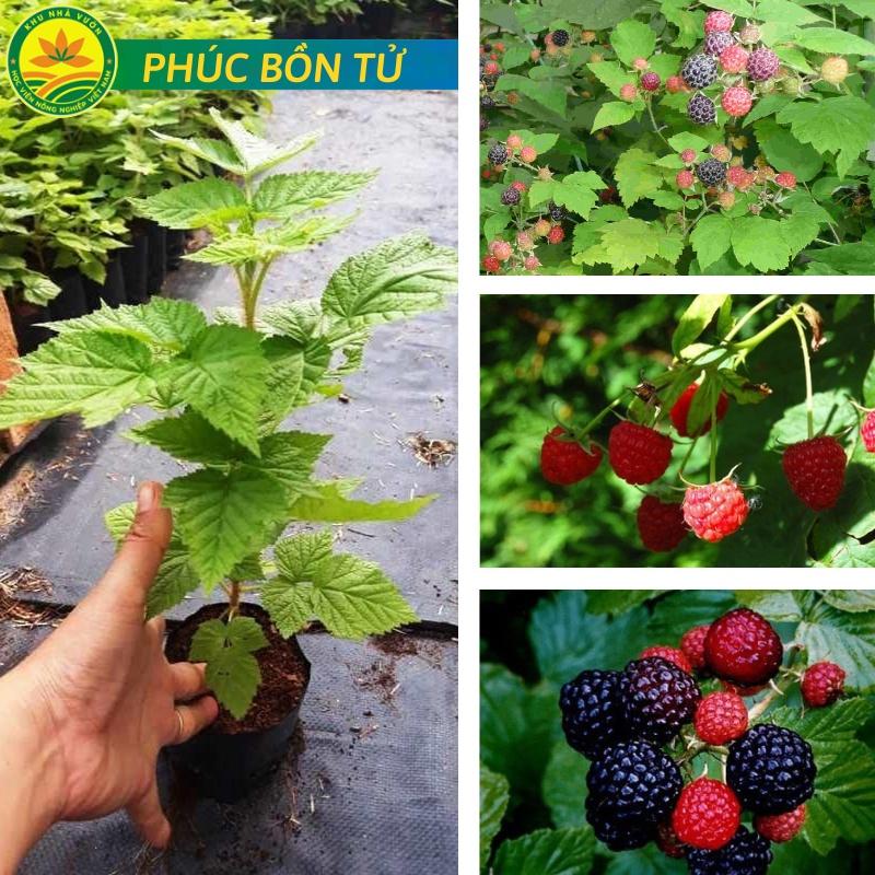 Cây Phúc Bồn Tử Thanh Nhiệt và giàu dinh dưỡng năng suất cao