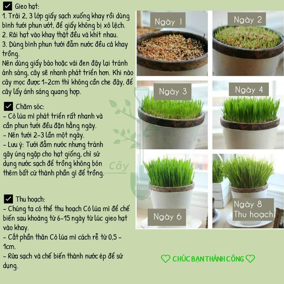 Hạt Giống Cỏ Lúa Mì Dễ Trồng, Thơm Ngon, Nhanh Thu Hoạch - Gói 100gr