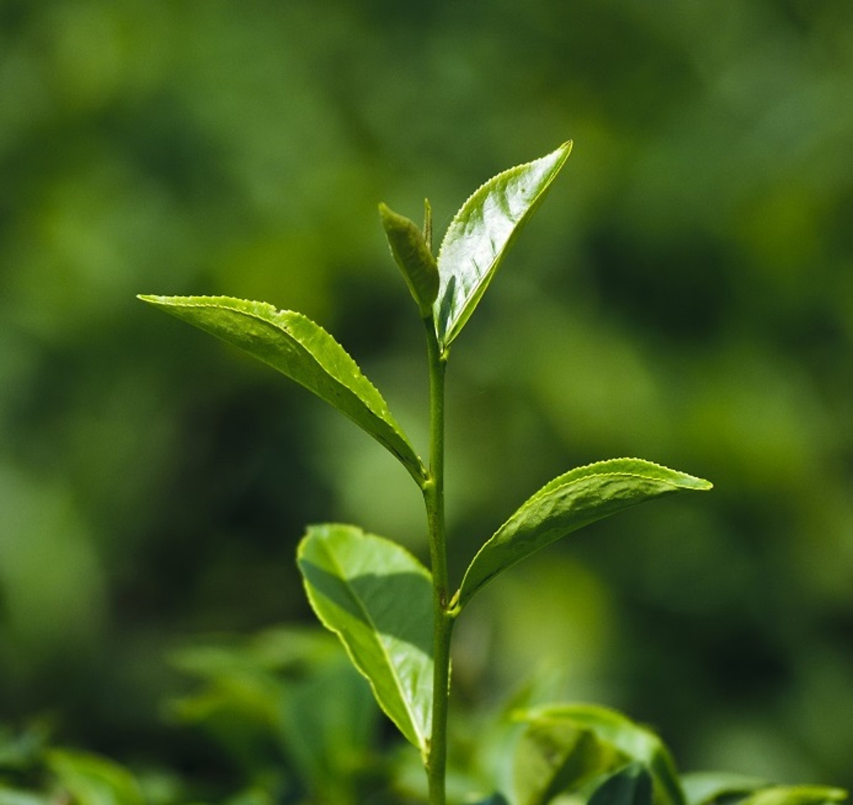 Trà Oolong Osaka Thượng Hạng 2 hũ mỗi hũ 100g - The Kaffeine