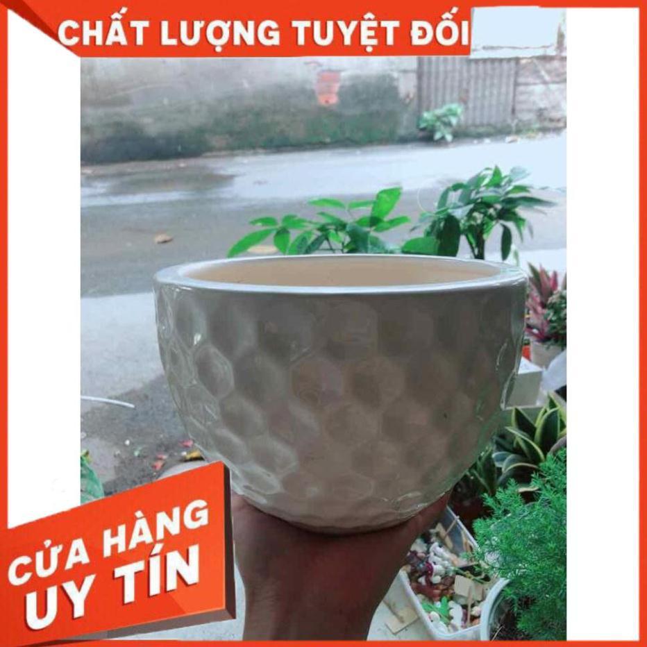 Chậu Trồng Cây Nhiều Người Mua