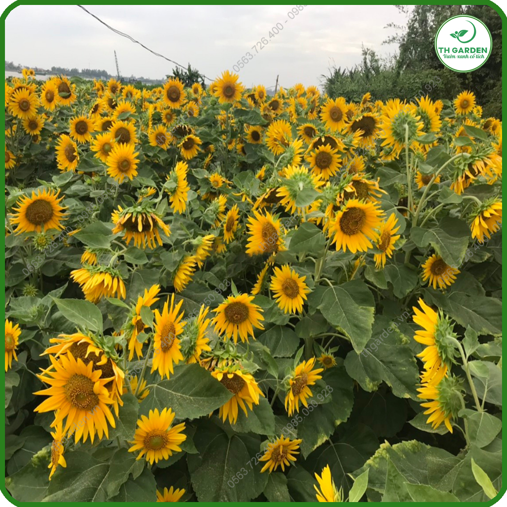 Hạt Giống Hoa Hướng Dương Tháp - Dòng Hoa Hướng Dương Siêu Nhiều Hoa, Hạt Giống Dễ Trồng Dễ Chăm Sóc, Hoa Thơm, Bền Màu, Lâu Tàn
