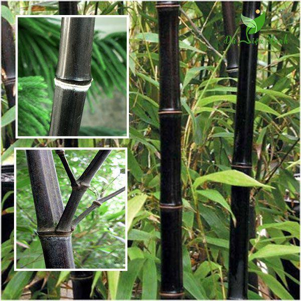 Cây trúc đen cực quý hiếm -1 thân cây giống - ăn măng siêu ngon,làm cây phong thủy