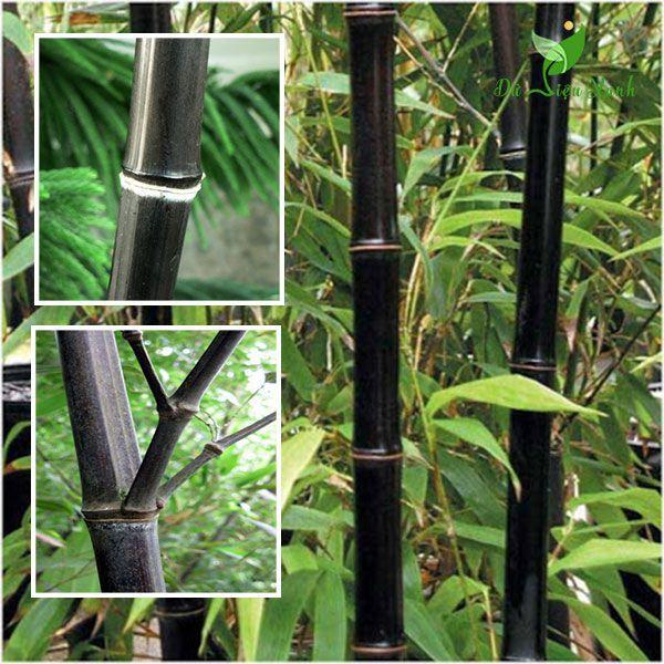 cây trúc đen cực quý hiếm -1 thân cây giống (cây gốc size trung )- ăn măng siêu ngon,làm cây phong thủy