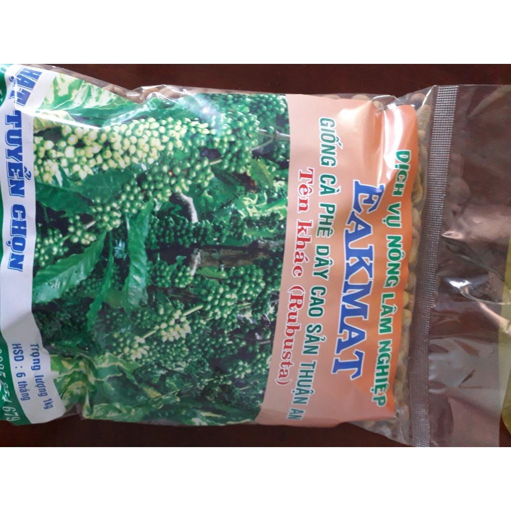 1 KG HẠT GIỐNG CÀ PHÊ DÂY THUẬN AN - HẠT TUYỂN CHỌN.