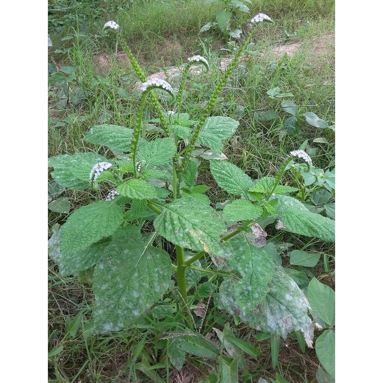 Cây vòi voi - bầu 1 cây lớn