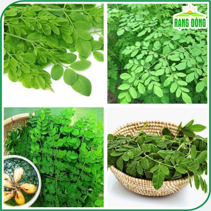Hạt giống Chùm Ngây Trồng Quanh Năm - Hạt giống Rạng Đông