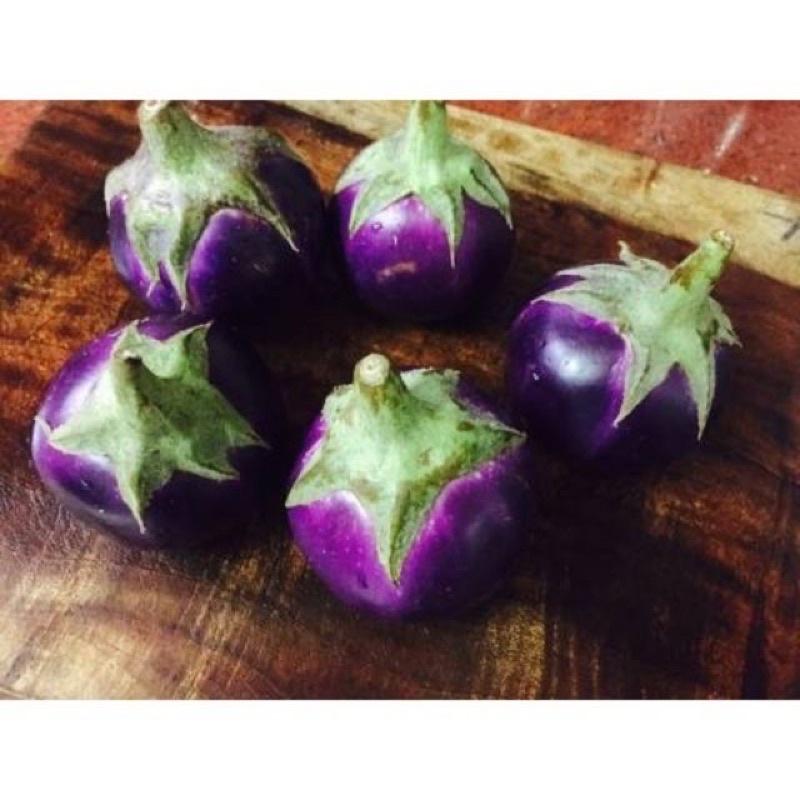 Hạt giống cà tím lai- gói 5gr
