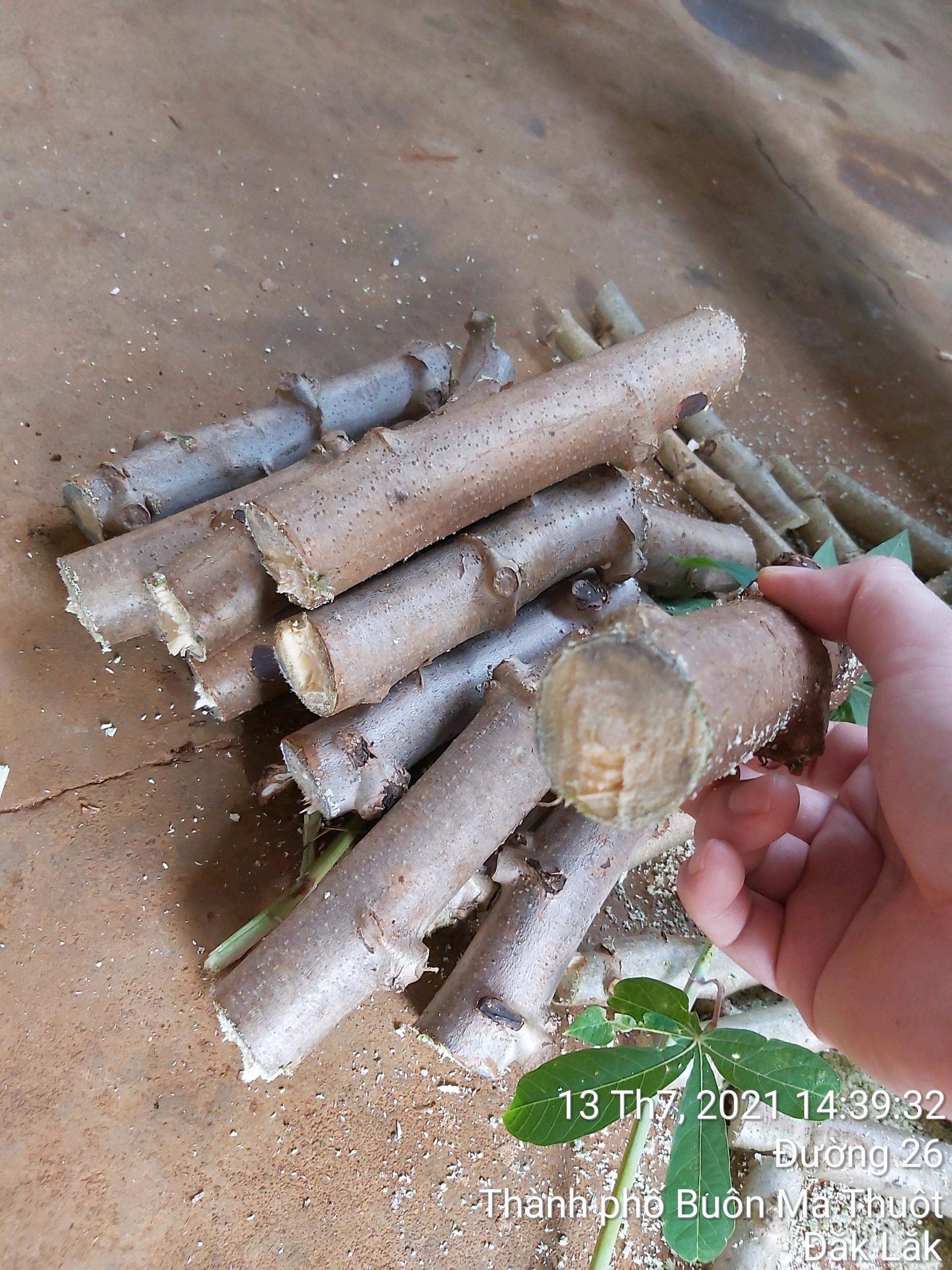 500 GRAM Hom giống Khoai Sắn ruột Vàng dẻo Thái Lan .