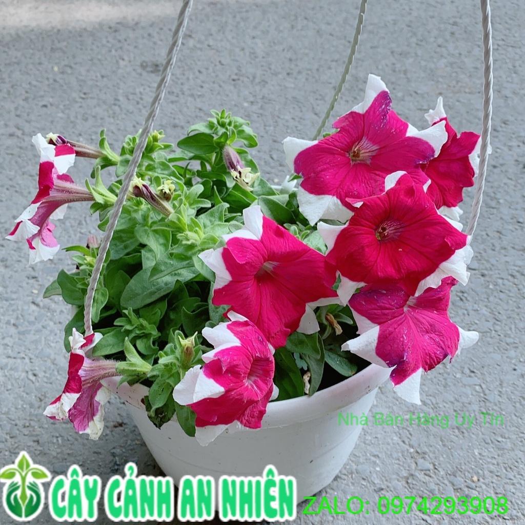 Chậu Hoa Dạ Yến Thảo