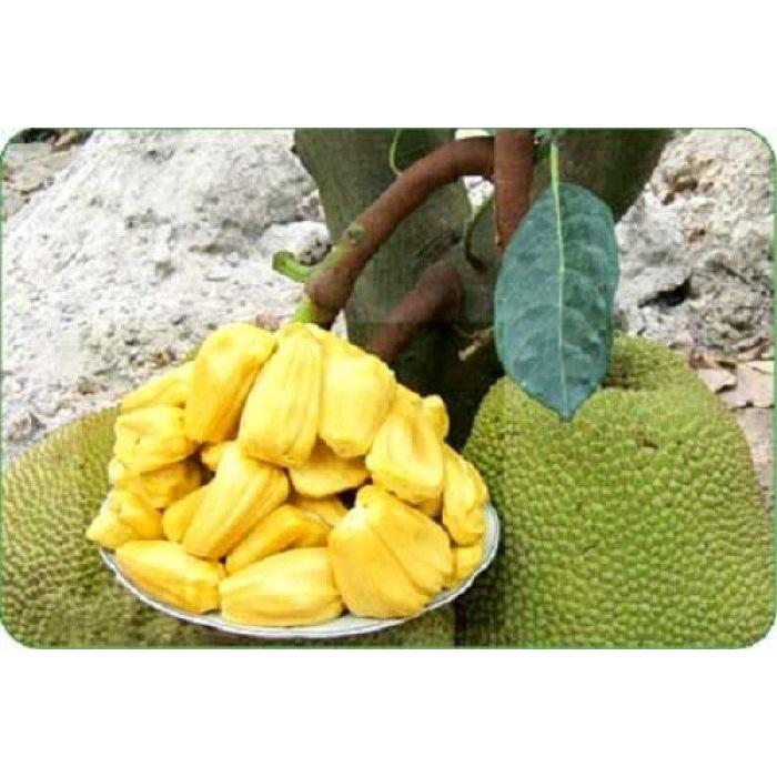 Cây giống mít không hạt khổng lồ dòng F1