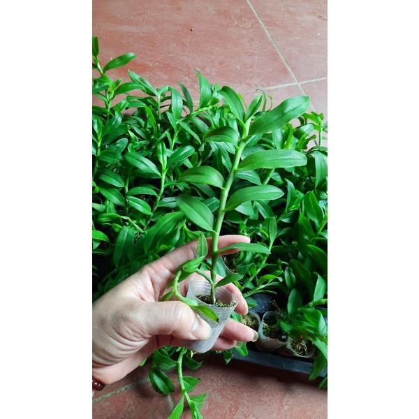 Hoa phong lan 5 cánh trắng cấy mô