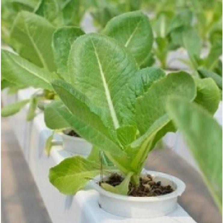 Hạt giống xà lách ROMAINE xanh CT98 - Gói 0.2gram