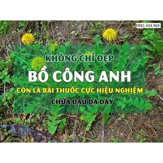 01kg bồ công anh khô