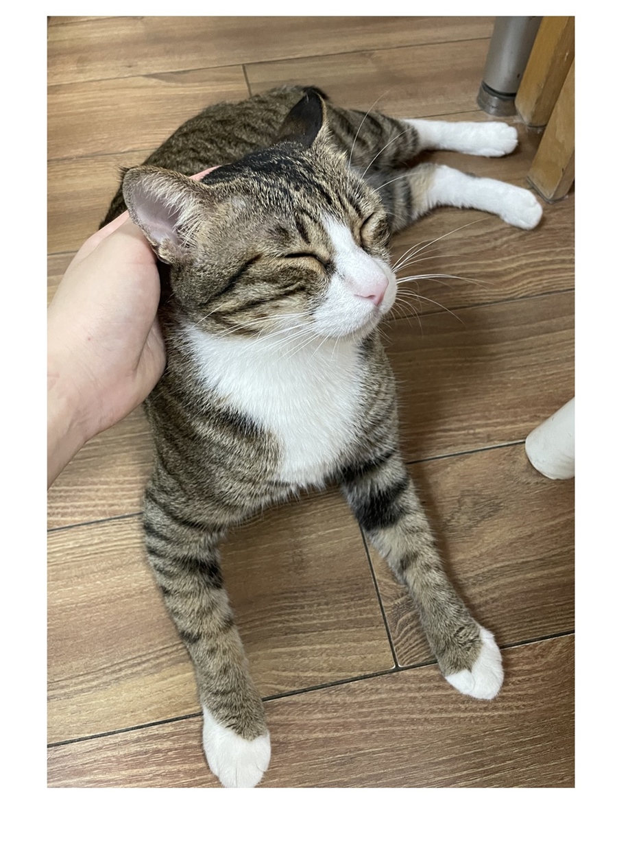 đừng nói yêu tôi chapter 52.1 6