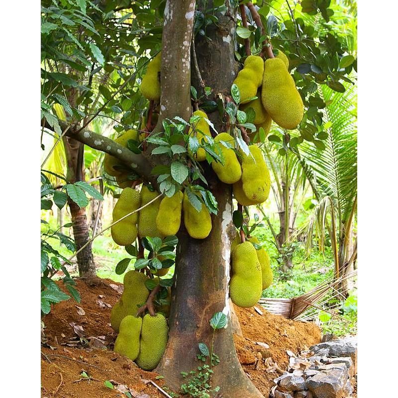 Cây Giống Mít trái dài Malaysia