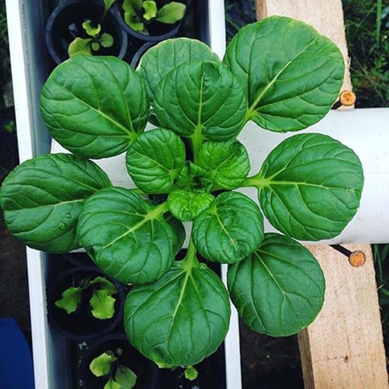 Hat giống Cải hoa hồng, đóng gói 2gr hoặc 5gr