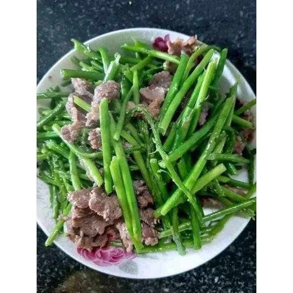 Combo 10 cây giống măng tây chuẩn F1 gửi cây như ảnh cuối