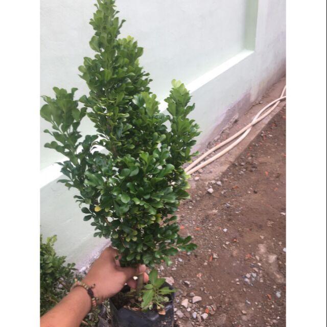 Cây giống hoa ngâu vàng tạo hình tháp