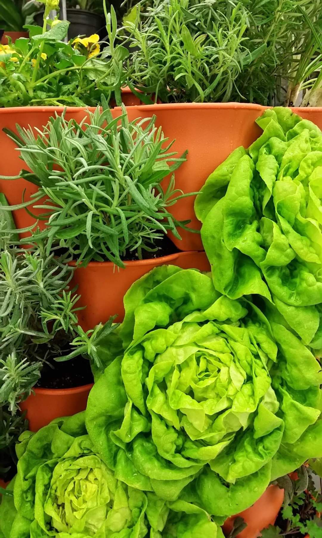 Tháp trồng rau hữu cơ Eco Viêt Nam