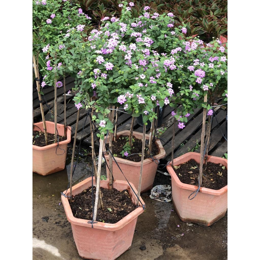 Chậu cây Ngũ Sắc hoa tím dáng tree