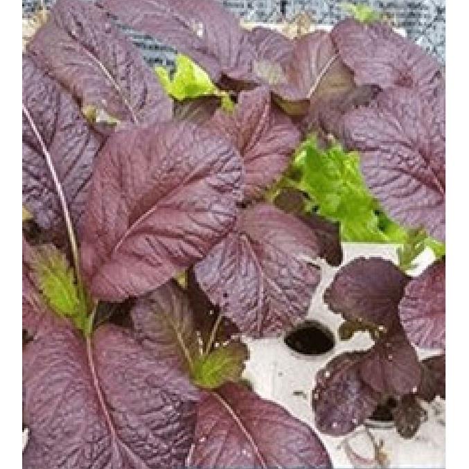 Combo 2 gói hạt giống rau cải canh lá đỏ f1-gói 10gram/tặng kèm gói phân bón lót