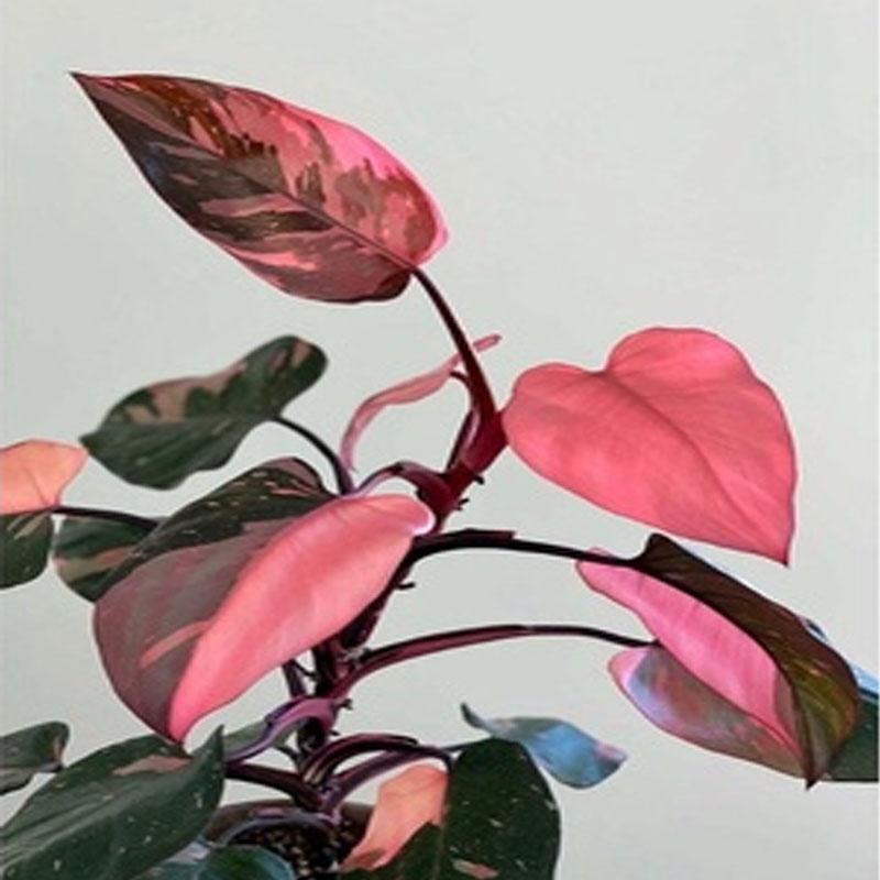 Cây Công Chúa Hồng - Philodendron pink princess - Cây nhỏ,thuần,khoẻ,var mạnh - cây cảnh để bàn + tặng phân bón cho cây