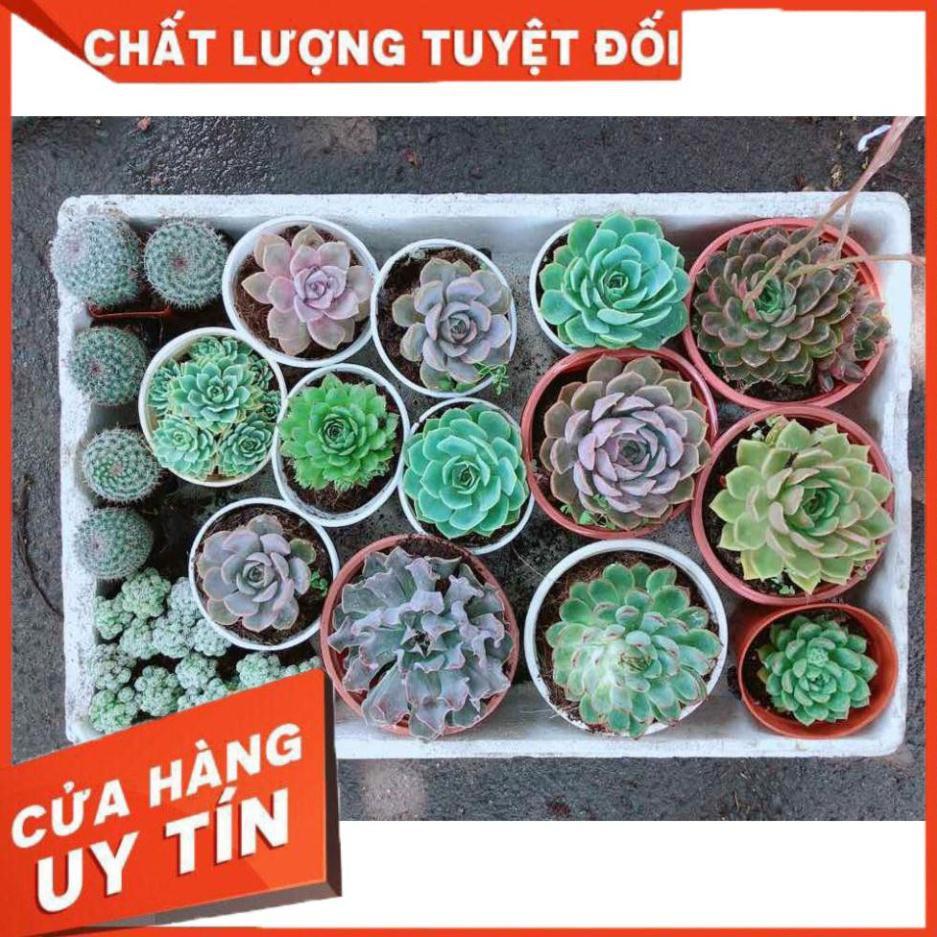 Sen đá đại Nhiều Người Mua