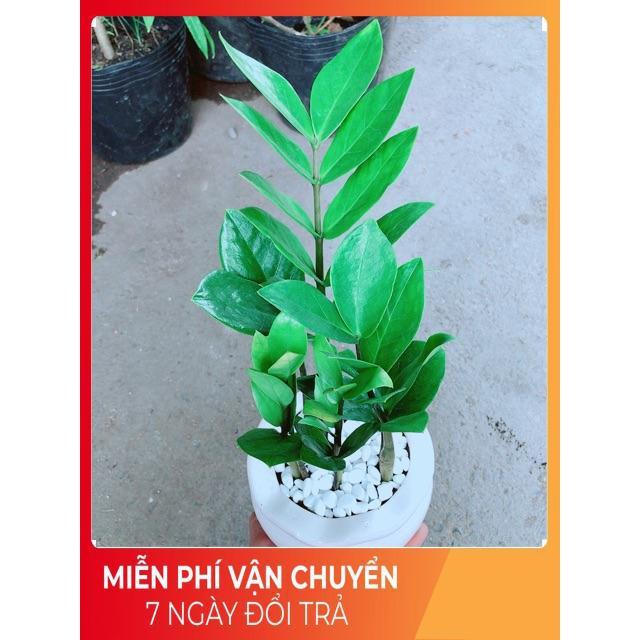 Chậu Kim Tiền Thái