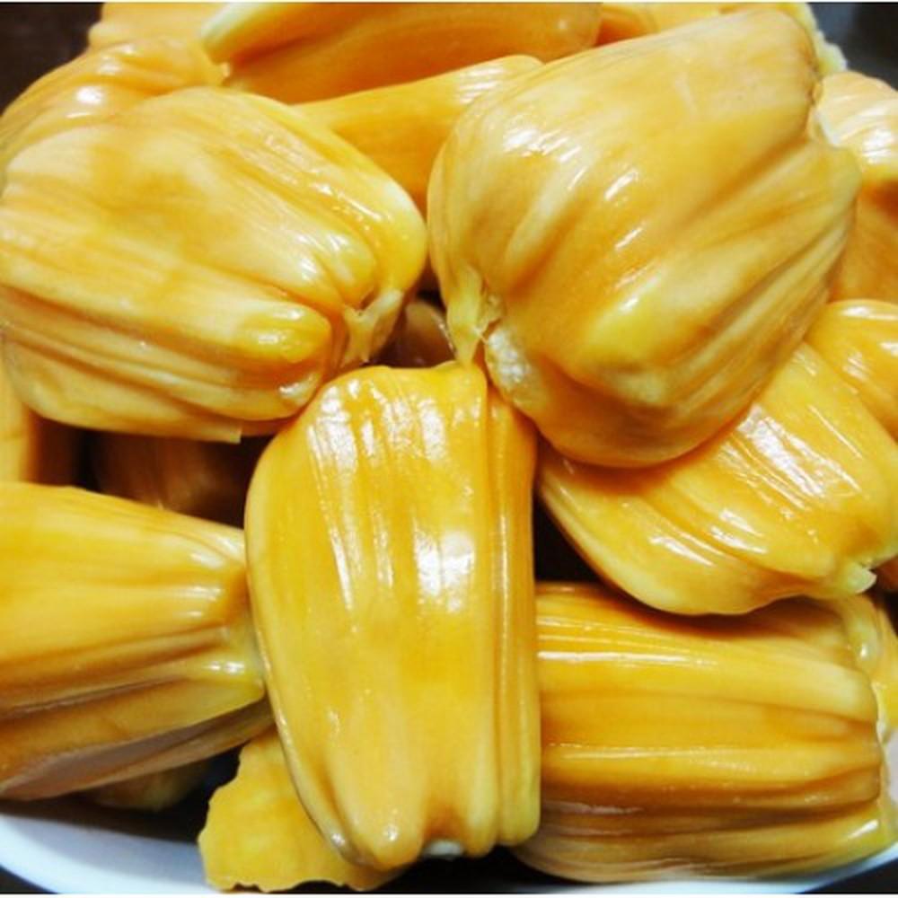 Cây giống Mít tứ quý hàng chuẩn giống F1