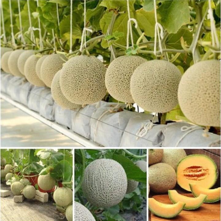 Hạt giống dưa lưới vàng F1