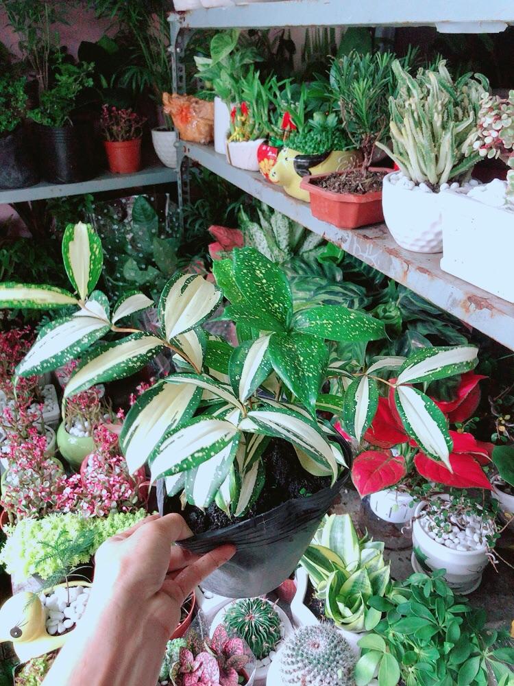 Trúc Nhật Nữ Hoàng