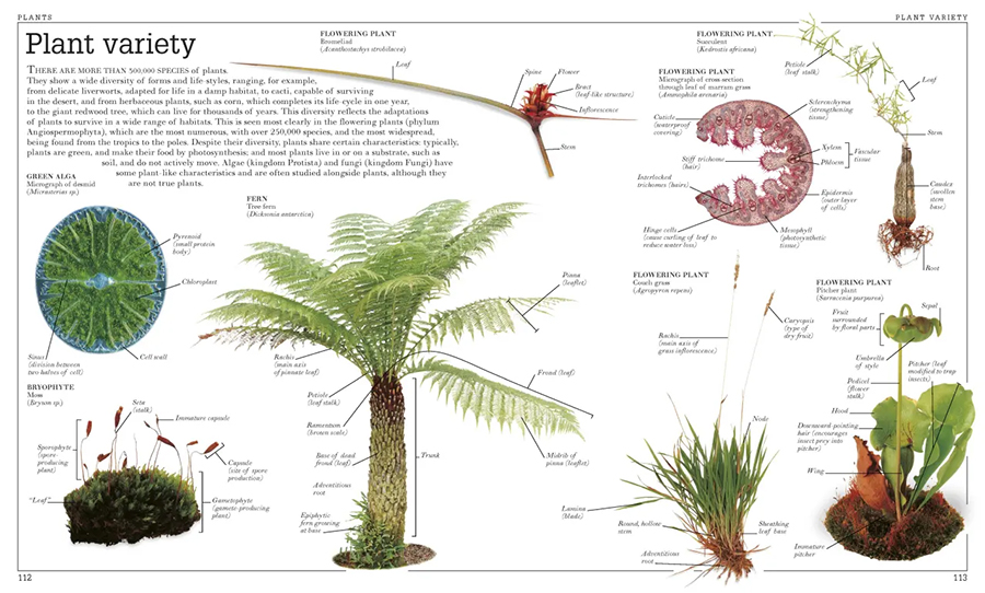 Pocket Visual Dictionary