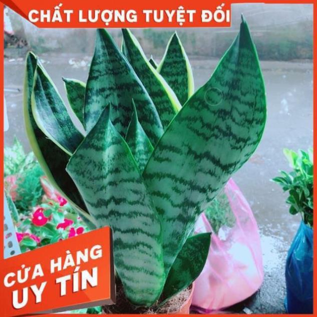 Lưỡi Hổ Cao
