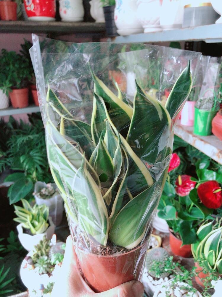 Lưỡi Hổ Thái Xanh