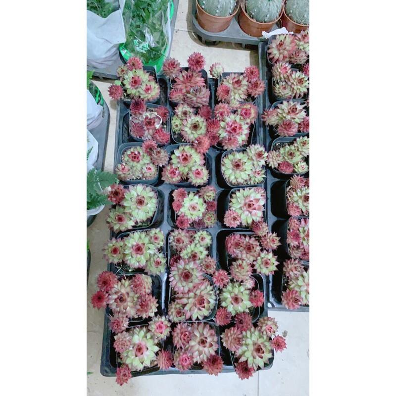 Sen Đá Phật Bà Đỏ