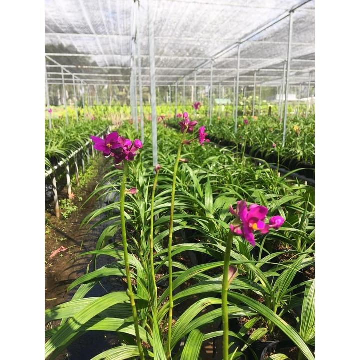 CHẬU GIỐNG HOA ĐỊA LAN CHU ĐỈNH TRẮNG