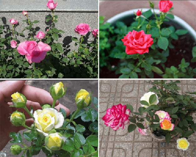 Chất dưỡng hoa tươi CHRYSAL, Dưỡng hoa lâu tàn
