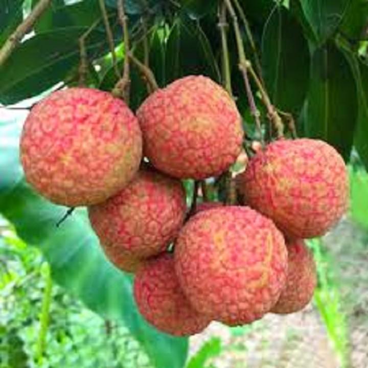 CÂY GIỐNG VẢI THIỀU SIÊU QUẢ DÒNG QUẢ SỚM- CAM KÊT GIỐNG CHUẨN F1