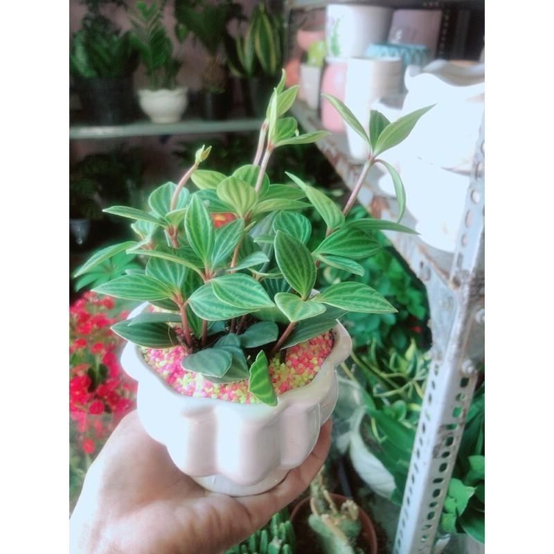 Chậu Cây Hột Xoàn Thái