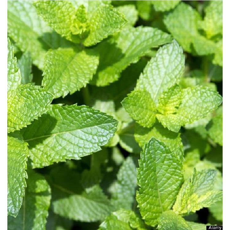 Hạt giống cây Bạc Hà Âu 100 hạt/gói