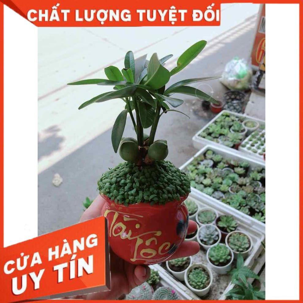 Chậu cây may mắn Nhiều Người Mua