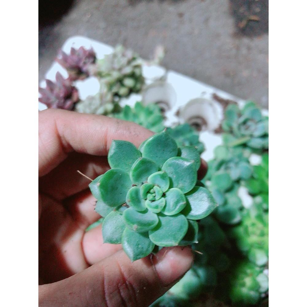 Combo 12 Cây Sen Đá