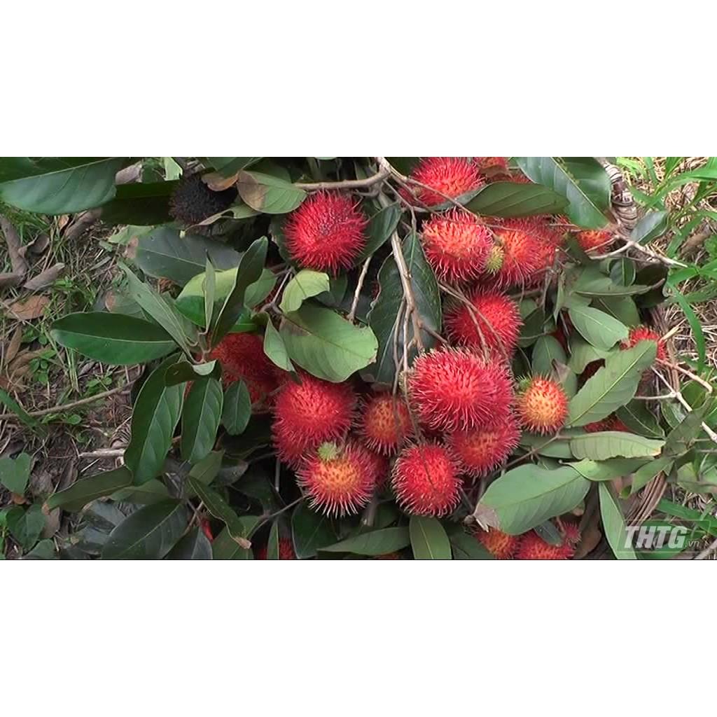Cây Chôm Chôm Thái