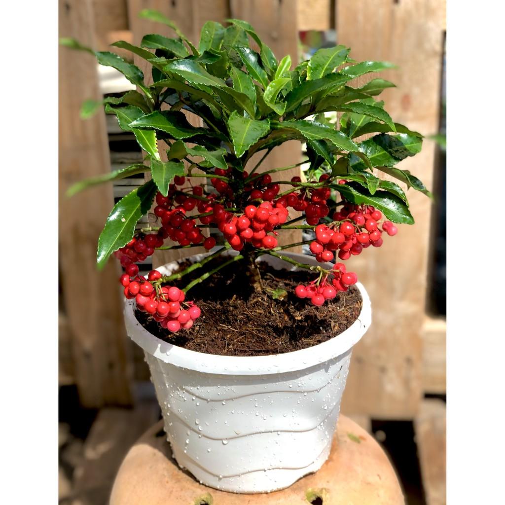Chậu cây Kim Ngân Lượng Mini