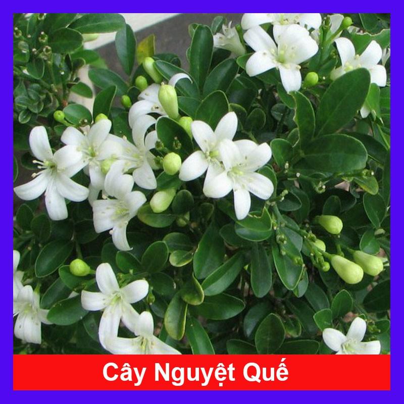 Cây Nguyệt Quế hoa thơm - cây cảnh vườn + Tặng phân bón cho cây