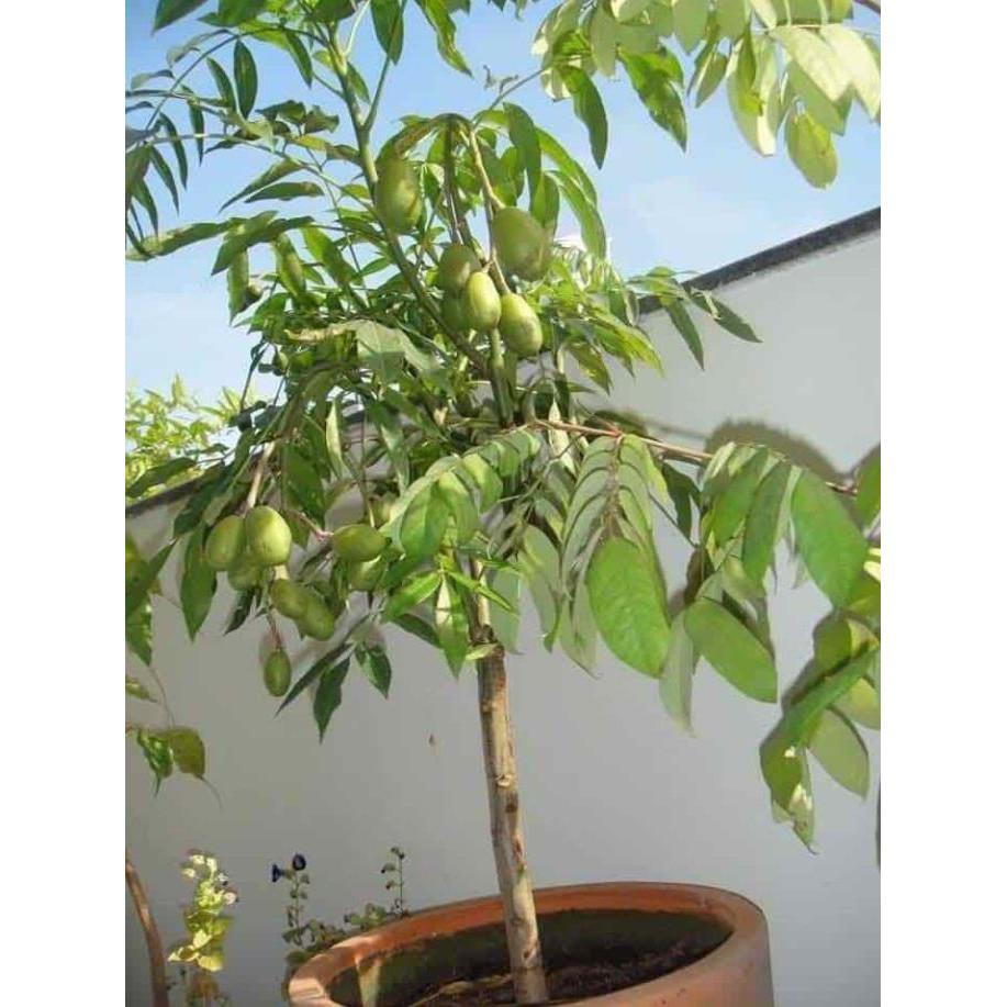 Cây giống cóc thái