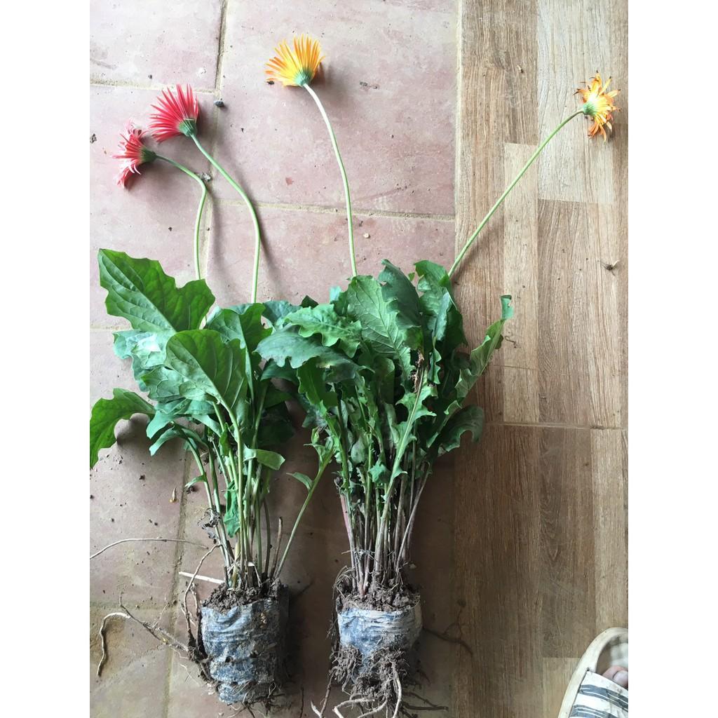 Combo 3 cây giống hoa đồng tiền cổ cánh kép đủ màu