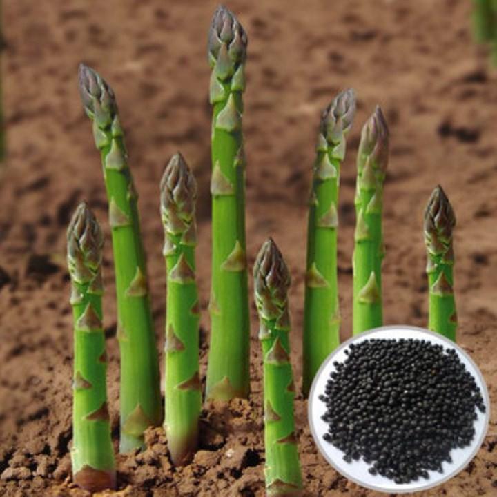 Gói 20 hạt giống măng tây xanh
