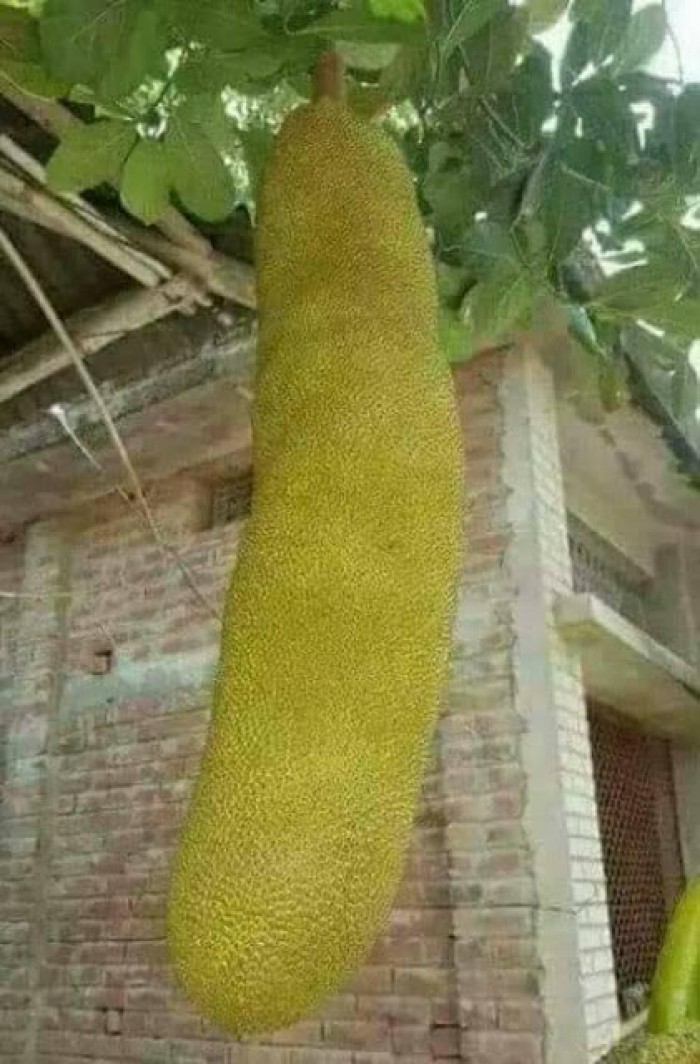 Cây Giống Mít Trái Dài
